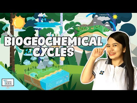 Biogeochemical Cycles | Biology