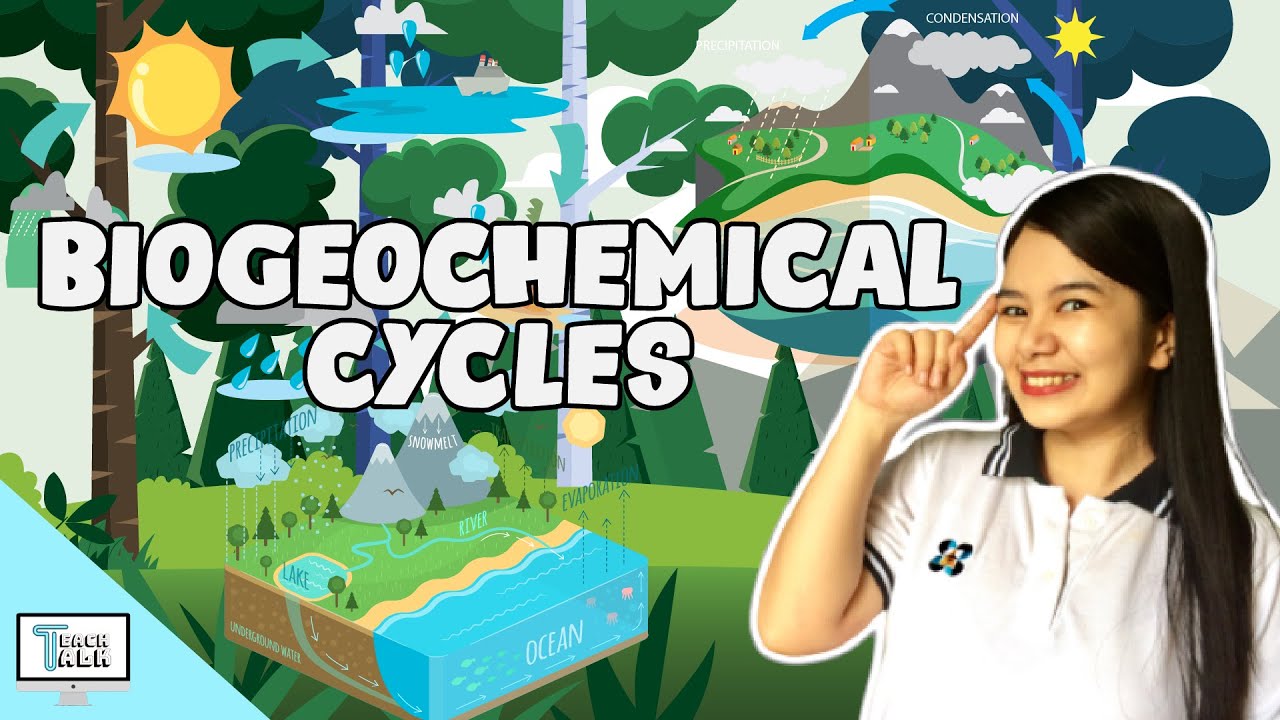 Biogeochemical Cycles | Biology