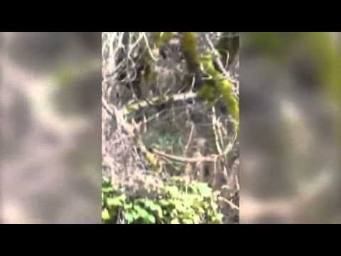 ONDA TG 18.12.2014 - AVVISTAMENTO ORSO ROCCAPIA