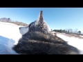 GoPro On Dog S Back Captures Excitement Of Snowy Fun