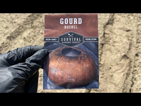 Planting Bushel Gourds - time lapse