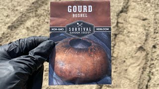 Planting Bushel Gourds - time lapse