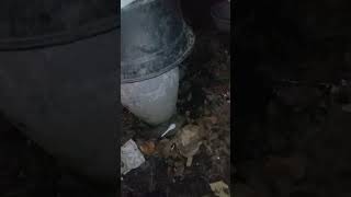 Download lagu SUARA BINATANG ORONG ORONG mp3