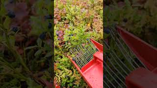 How To Pick Blueberries 🫐❤️