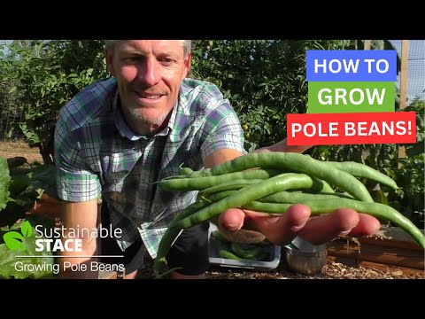 image-What are the tastiest beans to grow?