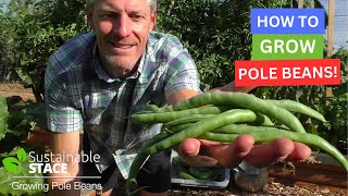 HOW TO GROW POLE BEANS!!!