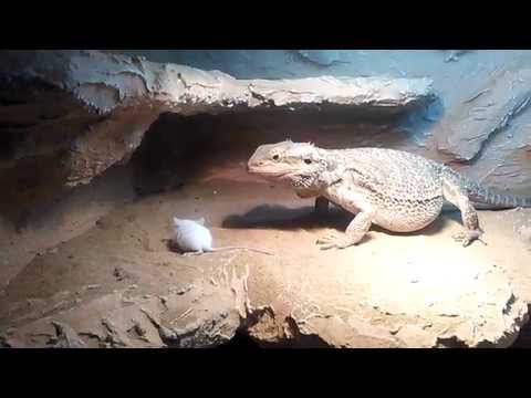 bradata agama jede misa