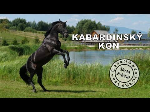 , title : 'Škola Zvierat - Kabardinský kôň'