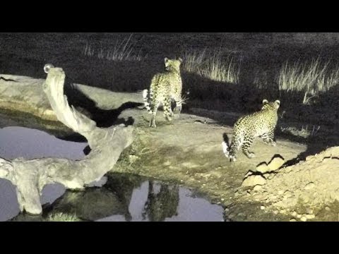 Djuma:  Thandi female leopard and cub(Tlalamba) - 05:46- 08/21/18
