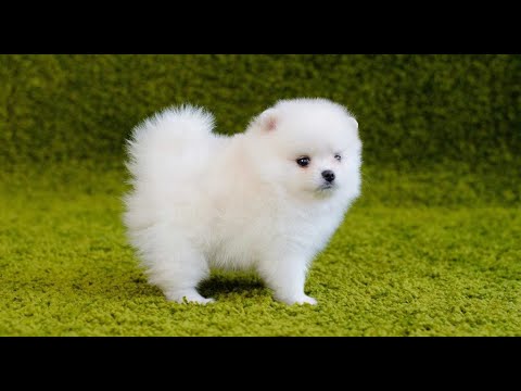Funny Cute Mini Pomeranian dogs