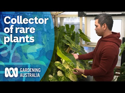 The tropical plant collector propagating rare plants en masse | My Garden Path | Gardening Australia