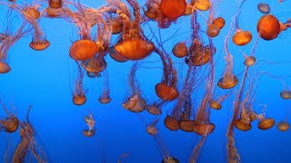 Live Jelly Cam Monterey Bay Aquarium