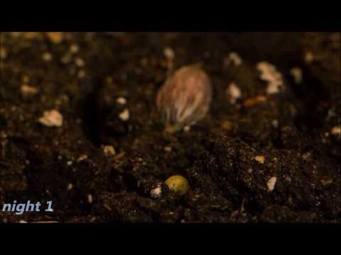 Time Lapse photography - Sprouting (not)Almond