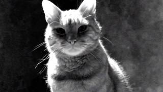 "Хочу как Бриджет Джонс" (промо-ролик)