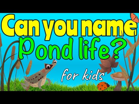 POND LIFE for kids | Miss Ellis #ponds #pondlife