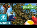 Sesame Street Elmo And Grover Must Help Baby David