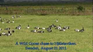 preview picture of video 'Vitkindad gås/Barnacle Goose/Branta leucopsis'