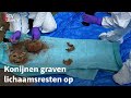 Konijnen doen lugubere vondst in Amersfoort | RTV Utrecht