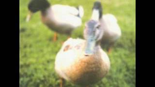 Tocotronic -  nichts mit euch zu tun haben