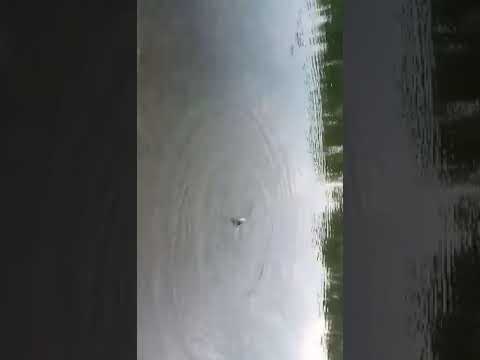 Hvatanje amura na dravi. Amaterski level :)