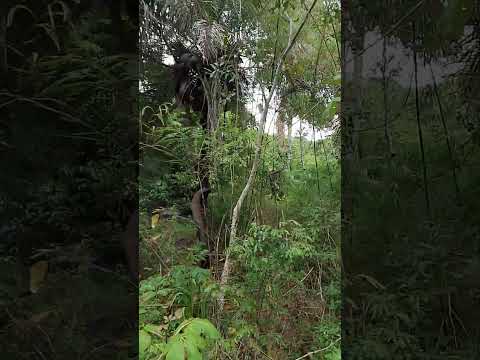 Venha viver o extraordinário aqui no Rancho Fundo da Grota, na cidade de Caém Bahia 🤞🏾💚