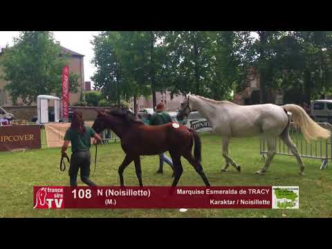 Sprinter Sacré Show 2018 : Lot 108 - N (Noisillette)