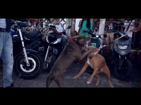 SELECT KIM  FEAT  DNF GREEN - Vert ou Marron - (Clip Officiel) - 2016