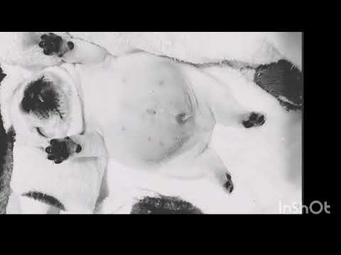 Funniest video 2023.Stomachful cute puppy snoring 😴 💕##cute puppy #pet #youtube #funnypuppy #yshort