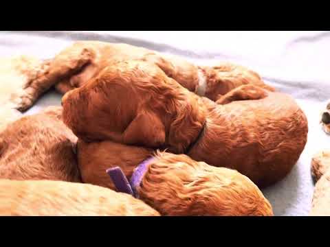 Pudelwelpen vom Mühlenbach 9. Tag | Lerne die kleinen Großpudel kennen!