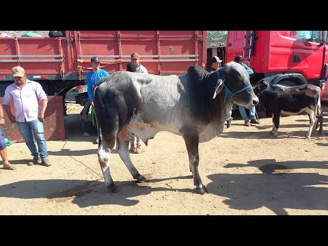 GADO DE 300 REAIS HOJE EM CAMPINA GRANDE-PB 