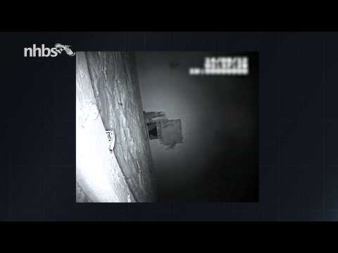 Monitoring a bat roost with the Sony CCTV night vision camera