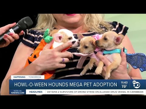 10News Pets of the Week: Fern, Flower, Blossom, April and Zelda - YouTube
