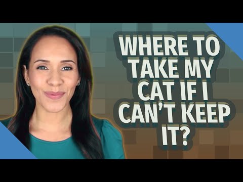Where to take my cat if I can't keep it?