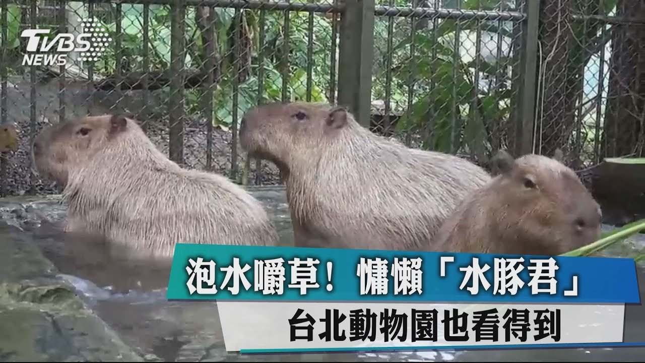 療癒!呆萌「水豚君」 北上動物園獨家亮相