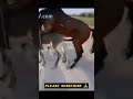 Horse Mating Donkey Donkey Breeding By Horse Animal Animals