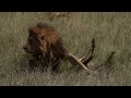 Male Lion Killing The Baby Wildebeest