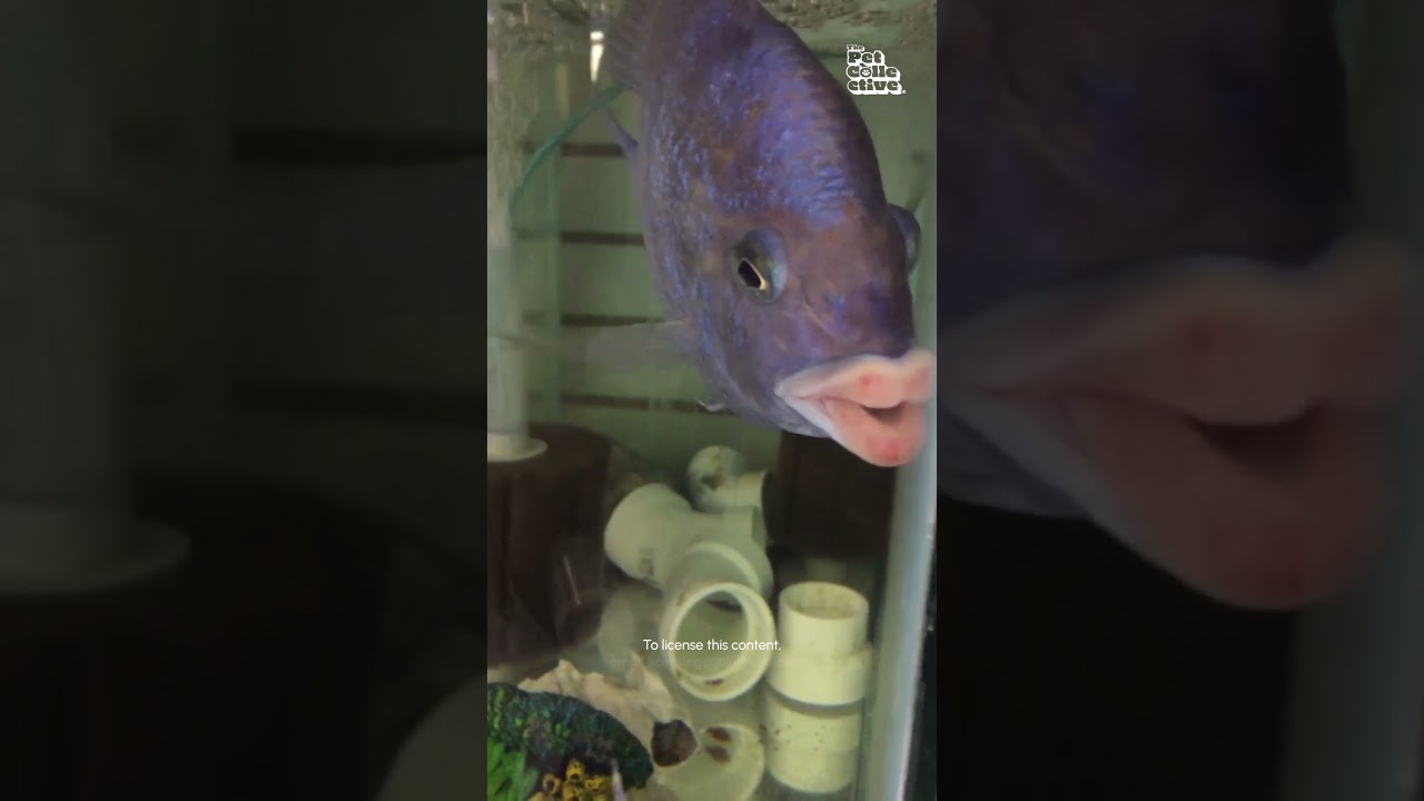 Crazy Fish Has Human-Like Lips!! 😱🐟