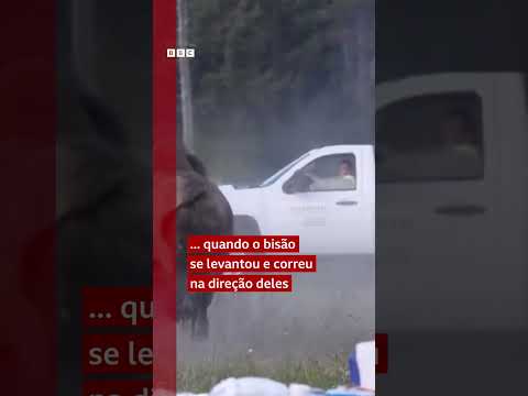 Idoso sofre múltiplos ferimentos após ser atacado por um bisão em Yellowstone