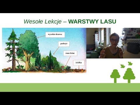 Layers of the Forest. 🌳 A Nature Lesson.