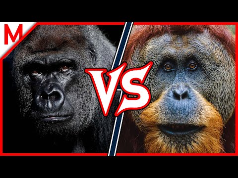 12💥Gorilla vs Orangutan | + Caracal vs Clouded Leopard winner
