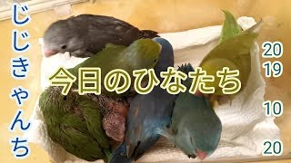 今日の雛たちのようす🐣
