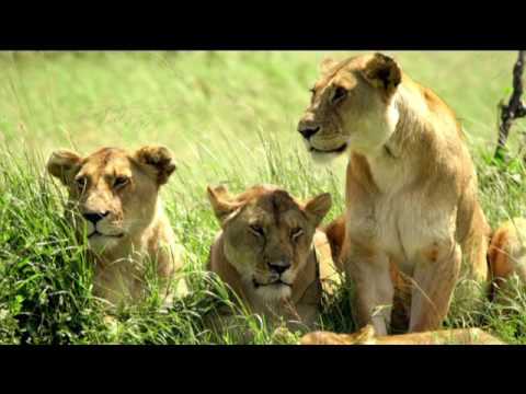 MKenya Daima song- Tushangilie Kenya by Mwalimu Thomas Wesonga