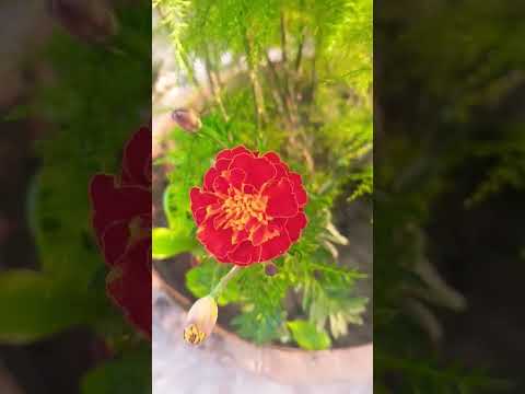 Happy morning My garden my beautiful flowers 🌅🌻🪻🌼🌿🪴🪷🌷#video #like #follow #share me❤️❤️❤️