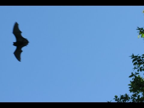 Lepakko päivänvalossa 2