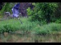 Great Blue Heron Stop Motion Take Off Using Canon 1Dx