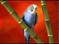 Пение волнистых попугаев . Singing budgies 