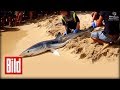 Hai Alarm Auf Mallorca Schock Moment Im Video