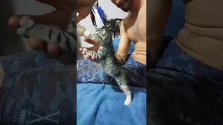 Pinky mamando com algumas semanas de vida 😍😍 #lovecats #catshorts #cat #catlover