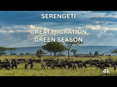 Serengeti Video