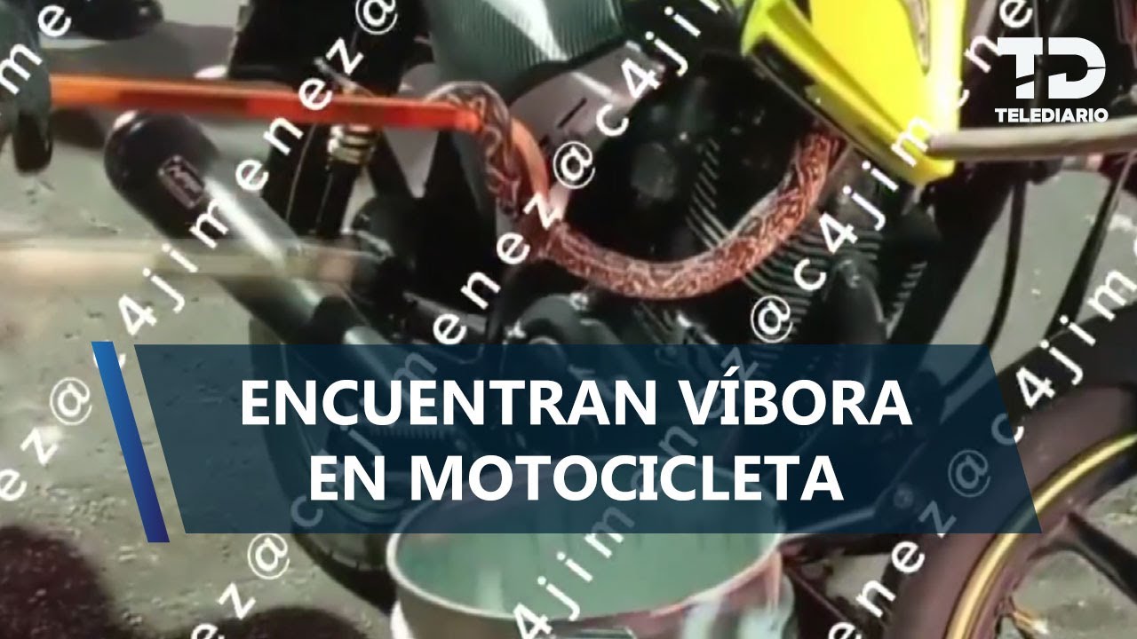 ¡Venía incluida! Hombre compra motocicleta en Iztacalco y halla una víbora escondida en el motor